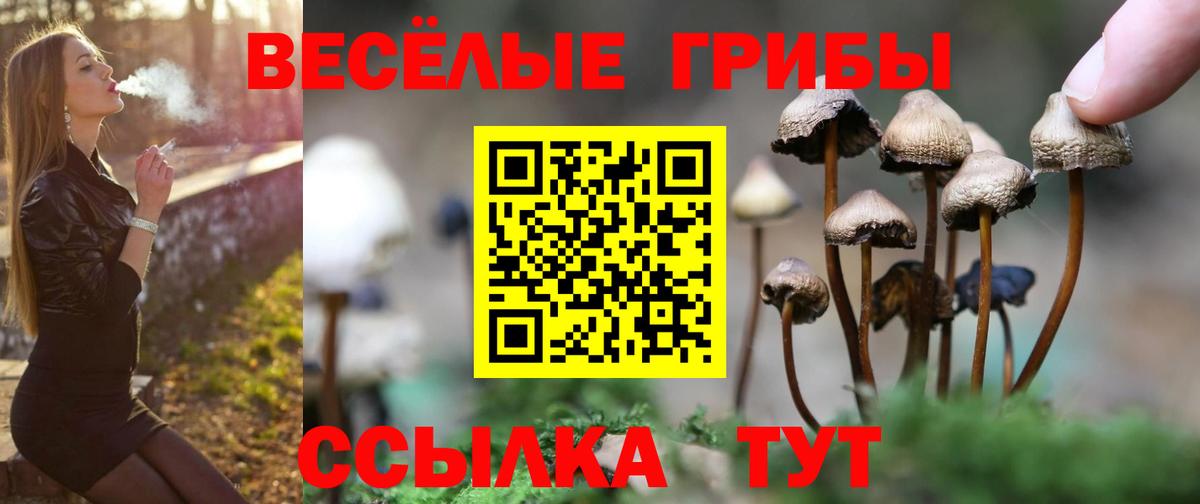 Тимашёвск  Галлюциногенные грибы Psilocybe  Вход с VPN 